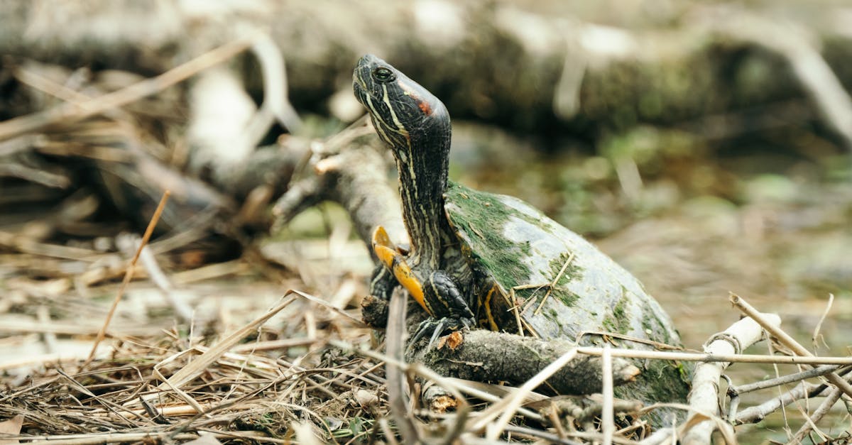 Ecological Methodology in Educational Support: A Mandate for Inclusive Practices