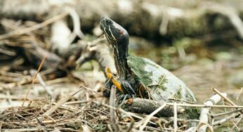 Ecological Methodology in Educational Support: A Mandate for Inclusive Practices